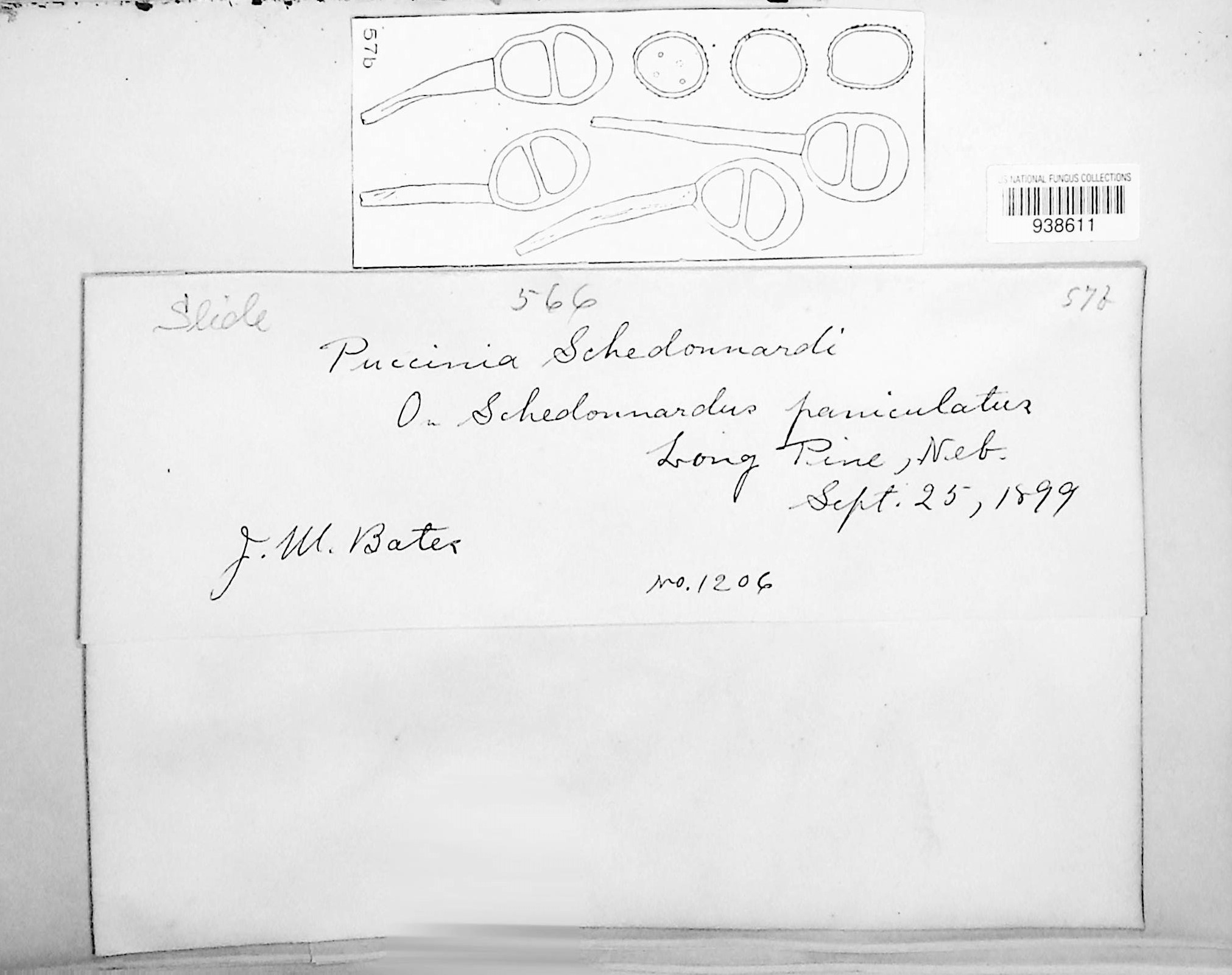 Puccinia schedonnardii thumbnail